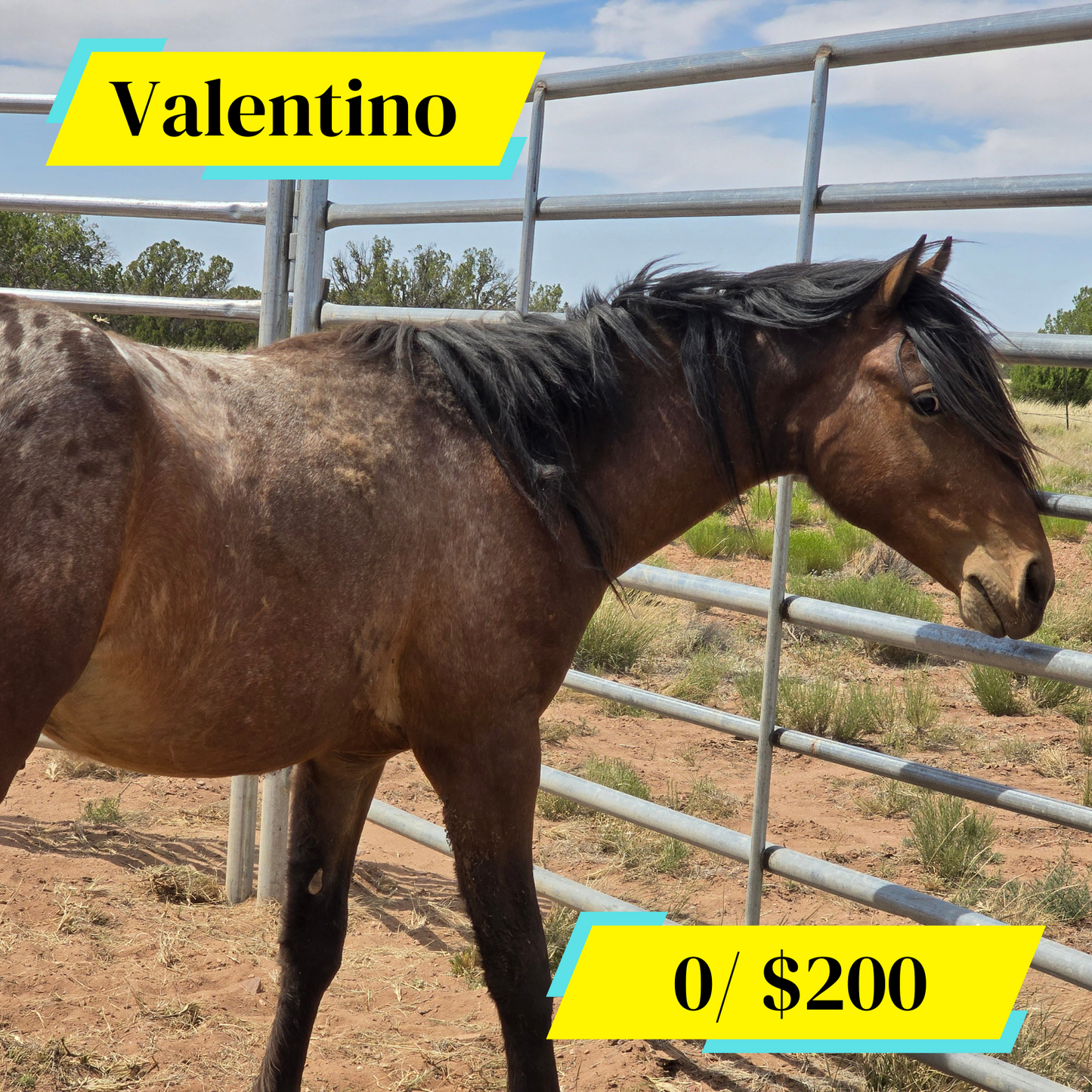 Sponsor Valentino