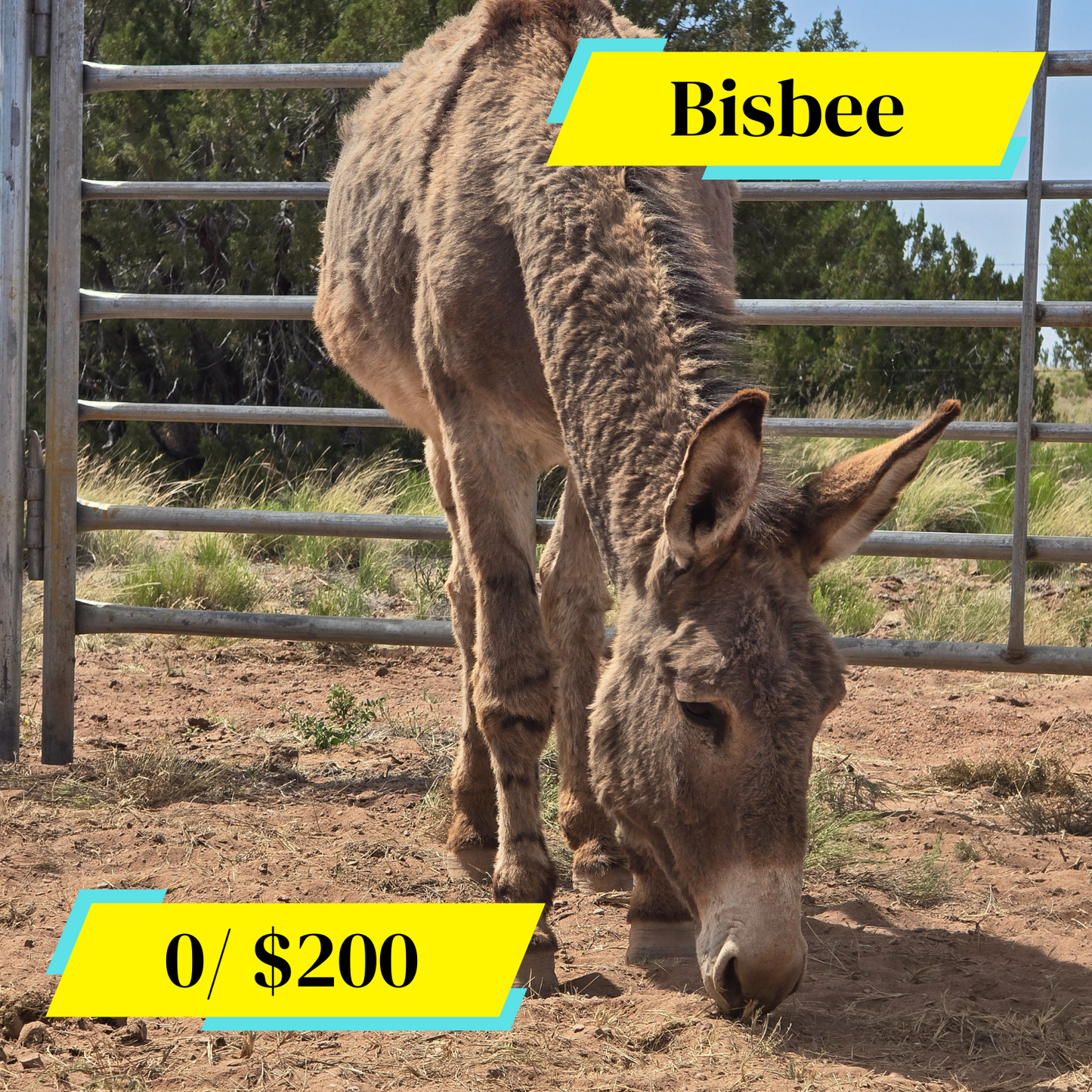 Sponsor Bisbee