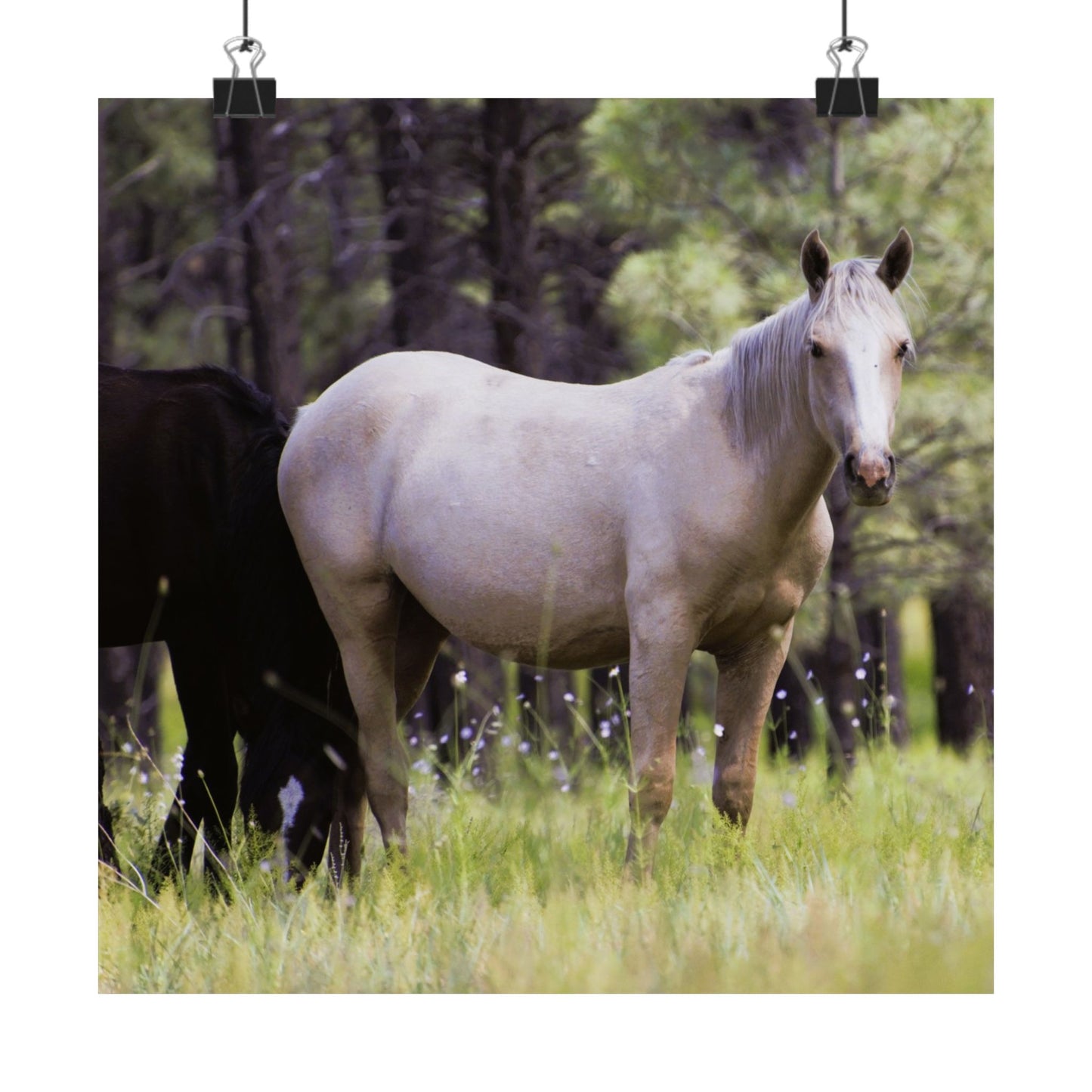 Heber Palomino Mare Matte Vertical Mustang Poster
