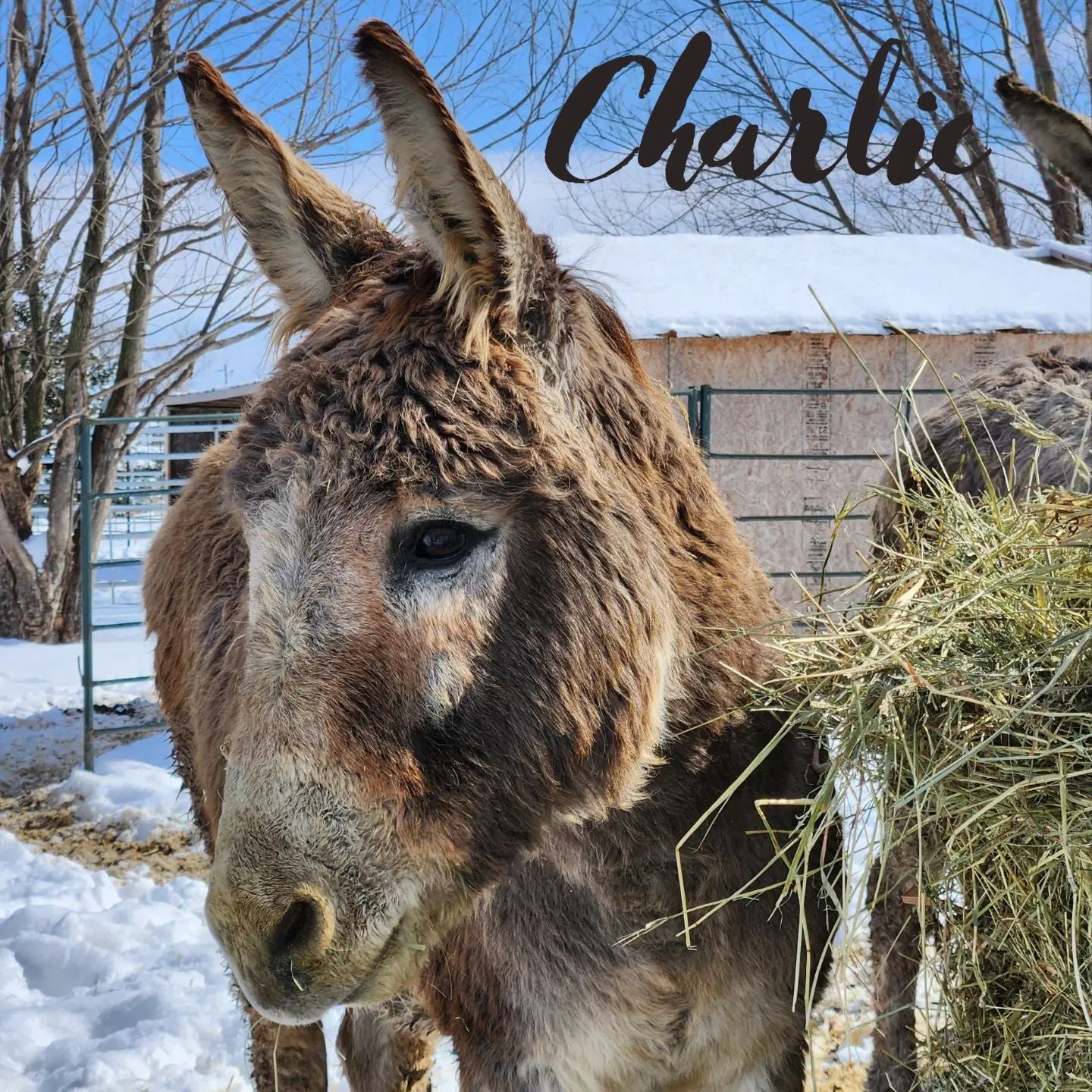 Sponsor Charlie