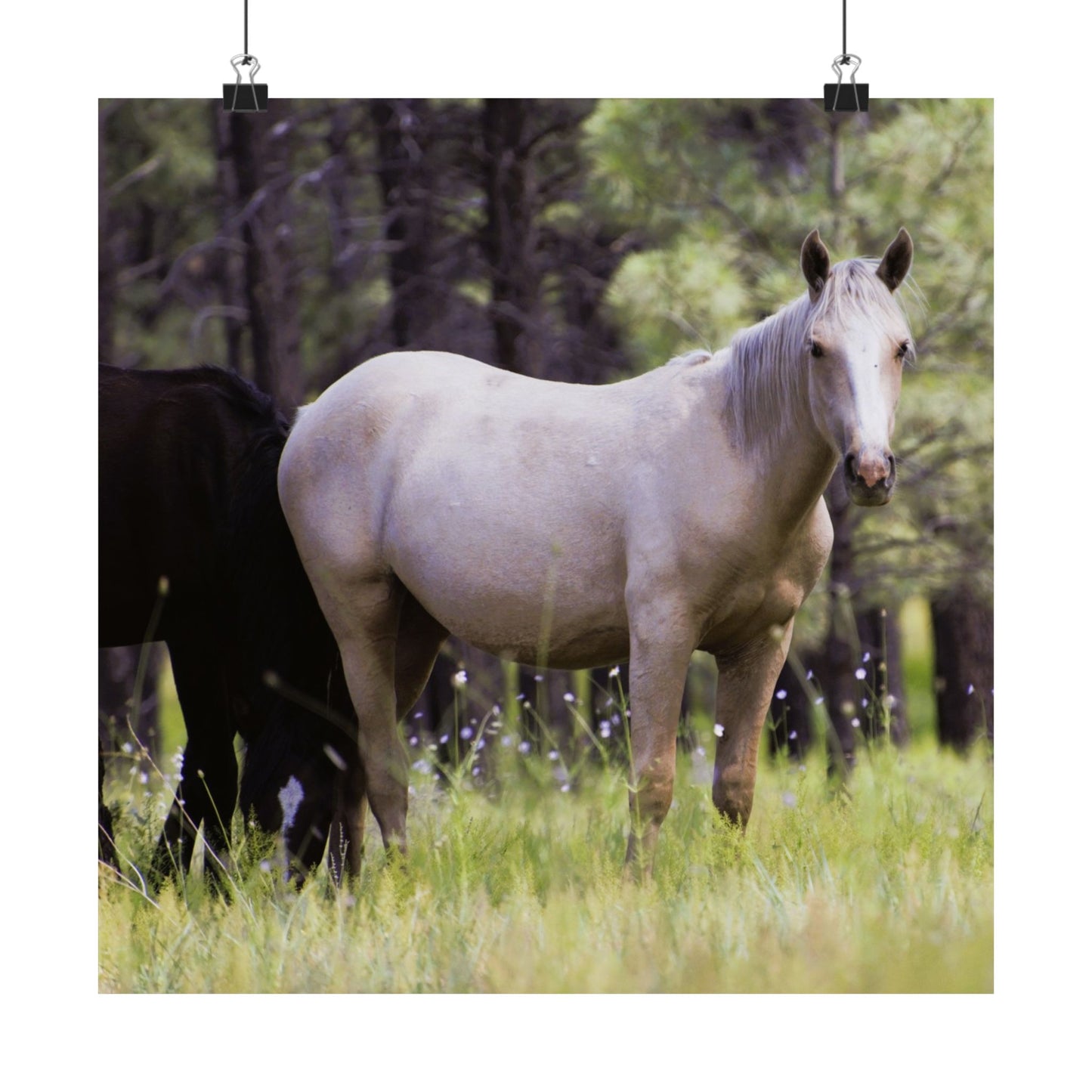 Heber Palomino Mare Matte Vertical Mustang Poster