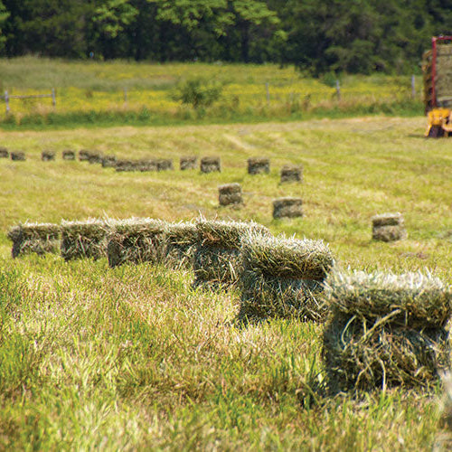 Sponsor A Small Bale Of Hay