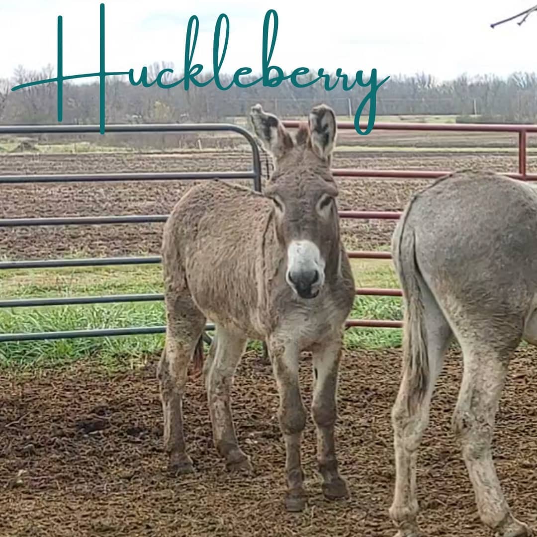 Sponsor Huckleberry