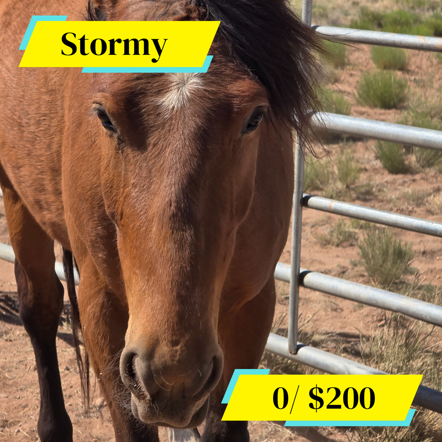 Sponsor Stormy