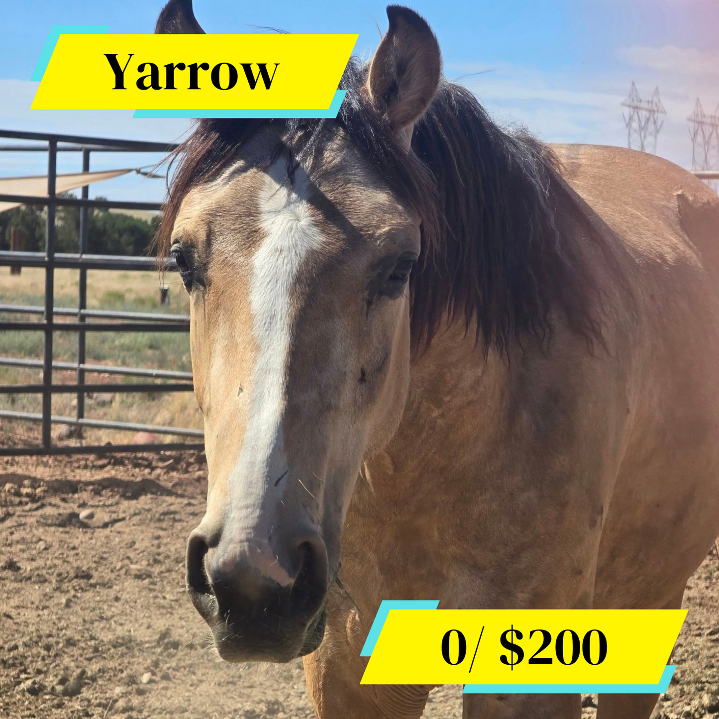Sponsor Yarrow