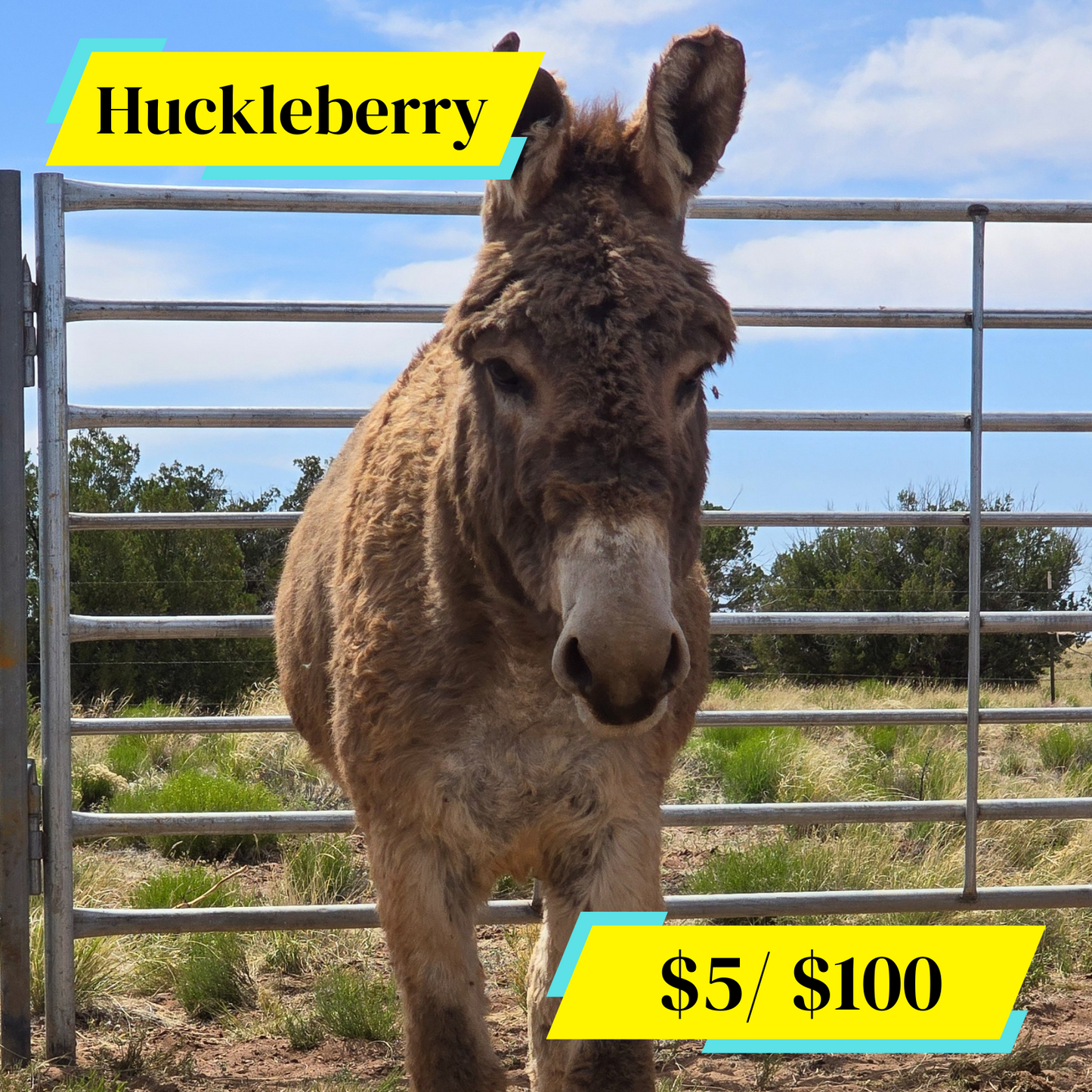 Sponsor Huckleberry