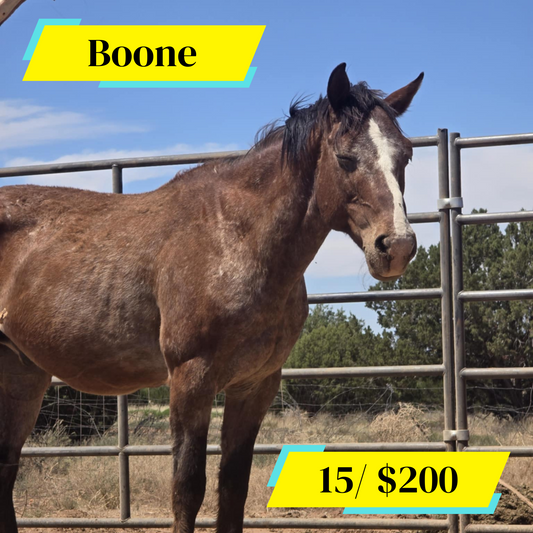 Sponsor Boone